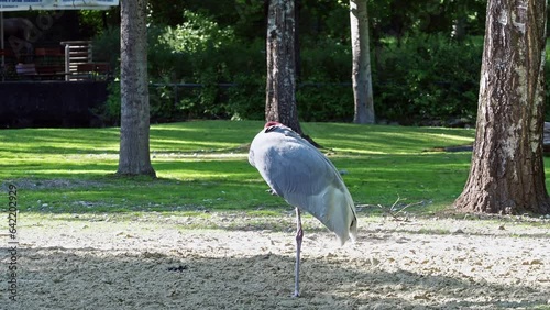 The Sarus crane, Grus antigone is a large non-migratory crane found in parts of the Indian Subcontinent, Southeast Asia and Australia.  photo