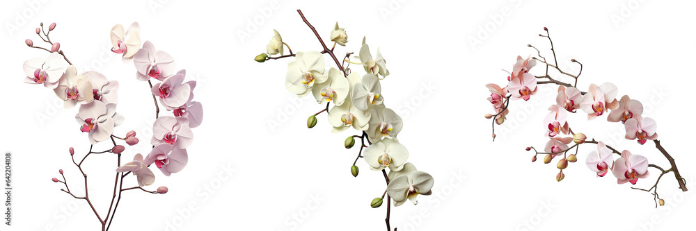 Tropical orchid branch on a transparent background - obrazy, fototapety, plakaty 
