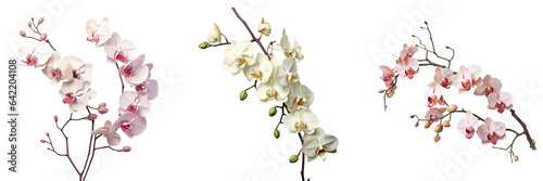 Tropical orchid branch on a transparent background photo