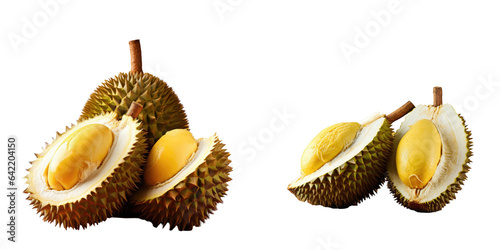 Fresh Musang King durian from Raub Pahang with golden yellow soft flesh transparent background