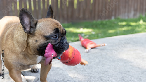 Fotografía Pet Dog Frenchie Fun: Adorable French Bulldog and Squeaky Latex Red Chicken Toy