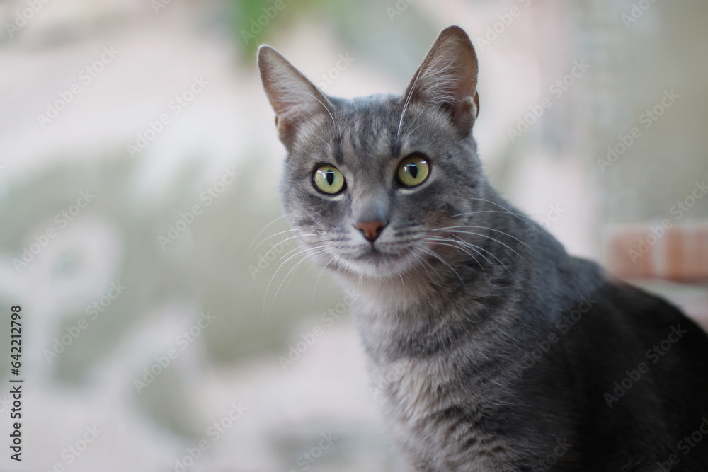 gray shorthair tabby yellow-eyed cat