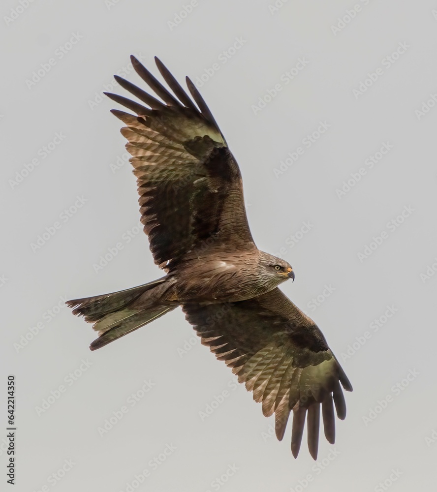 Obraz premium red tailed hawk