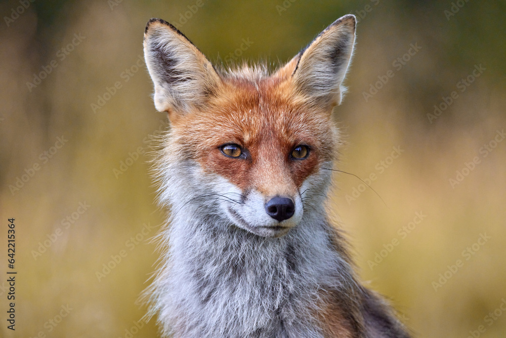 Red Fox on blurred background in natural habitat (Vulpes vulpes). Red Fox on blurred background in natural habitat (Vulpes vulpes).