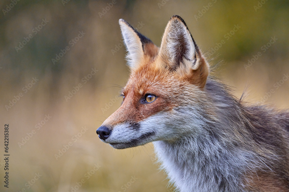 Red Fox on blurred background in natural habitat (Vulpes vulpes). Red Fox on blurred background in natural habitat (Vulpes vulpes).