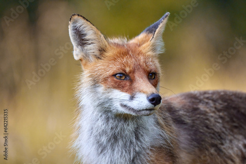 Red Fox on blurred background in natural habitat (Vulpes vulpes). © Richard Cff