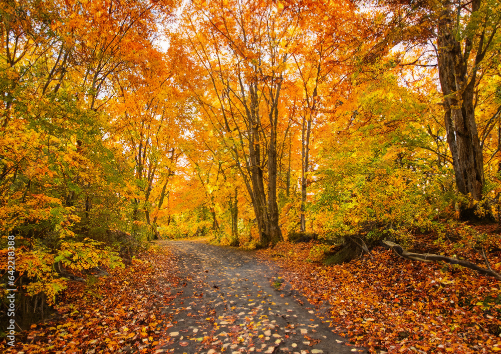 Autumn Autumn