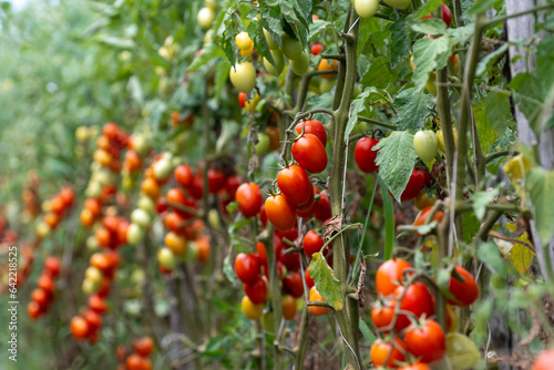 Growing of red salad or sauce tomatoes on greenhouse plantations in Fondi, Lazio, agriculture in Italy