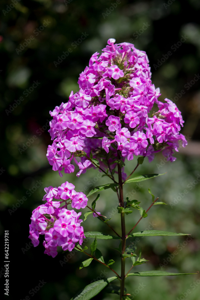 Fototapeta premium Purple Flower