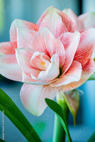 amaryllis flower in the pot