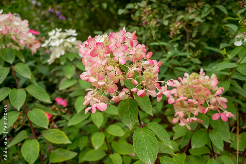 nice hydrangea in the garden nice hydrangea in the garden