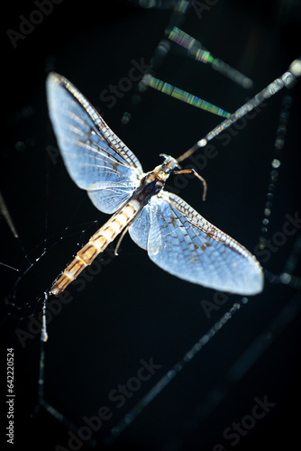Epeorus assimilis, a species of European mayfly living in humid forests, macro close-up, stuck in cobweb