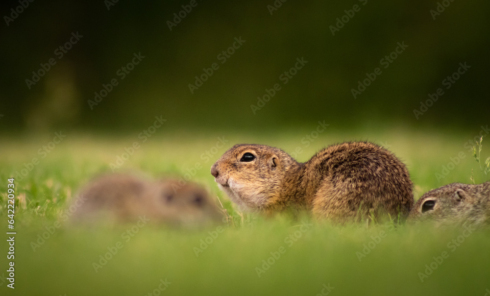 European ground squirrel (Spermophilus citellus) family on a green meadow, eating European ground squirrel (Spermophilus citellus) family on a green meadow, eating