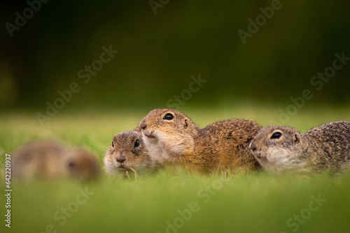 European ground squirrel (Spermophilus citellus) family on a green meadow, eating