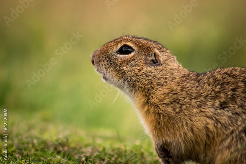 European ground squirrel (Spermophilus citellus) on a green meadow, close-up