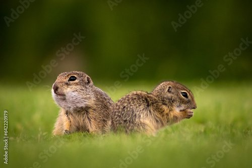 European ground squirrels (Spermophilus citellus) on a green meadow, eating