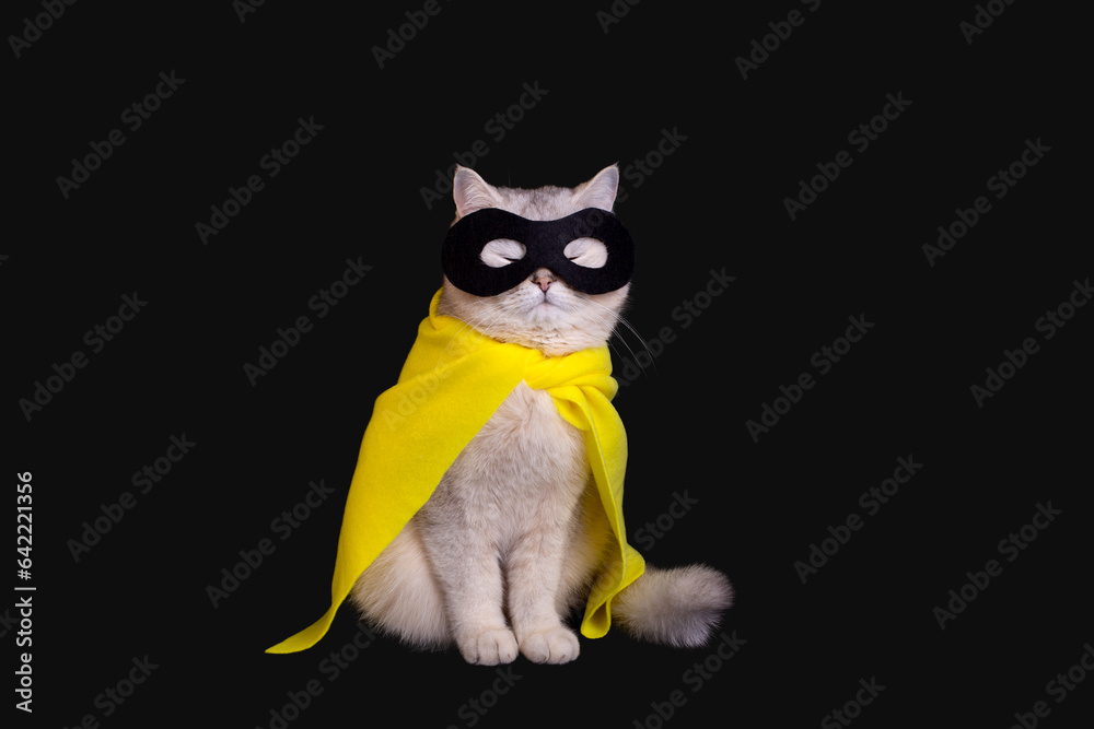 a cat in a black mask sits on an isolated black background with his eyes closed. a cat in a black mask sits on an isolated black background with his eyes closed.