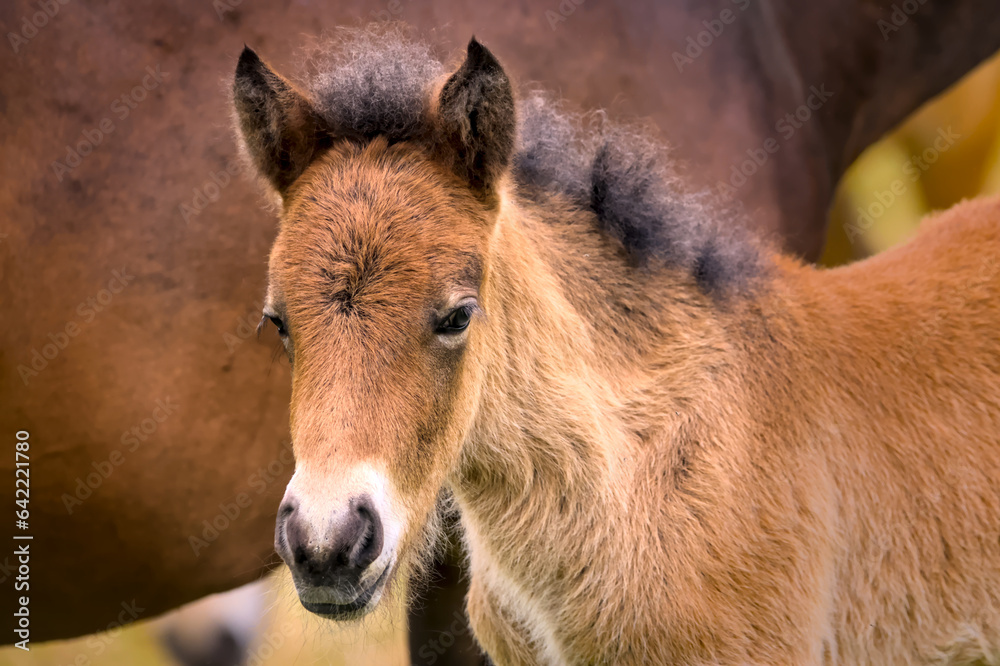 Cute portrait of a brown Icelandic Horse foal Cute portrait of a brown Icelandic Horse foal