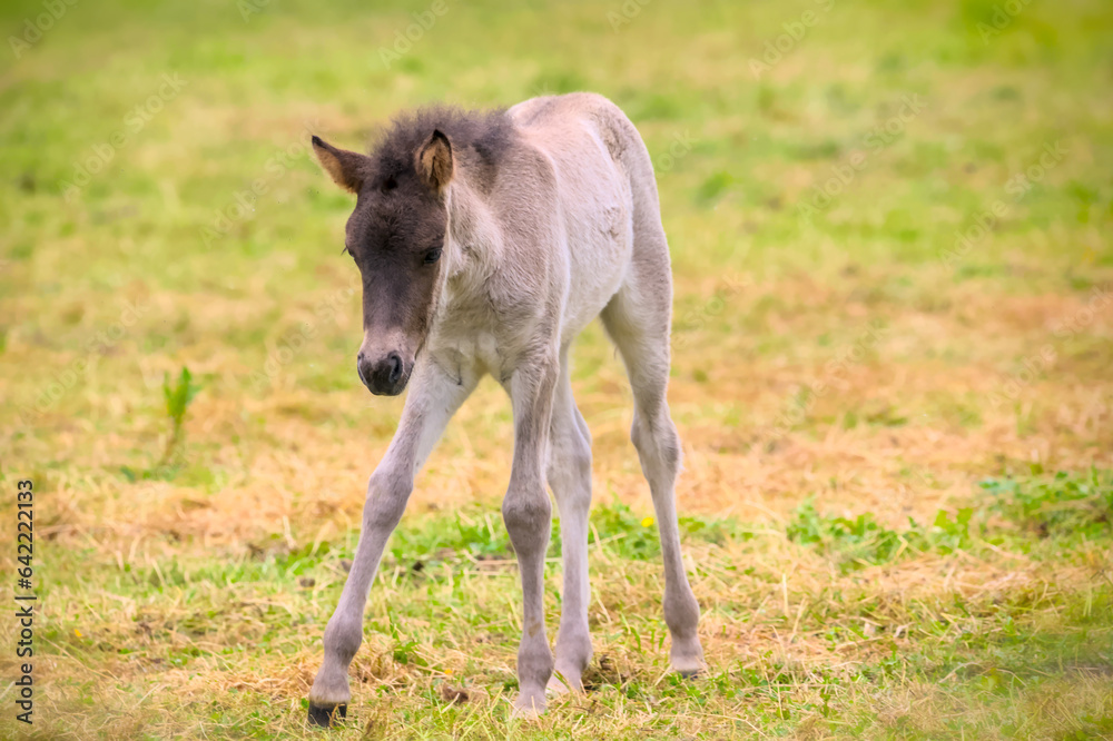 A very cute and awesome dun colored icelandic horse foal in the meadow A very cute and awesome dun colored icelandic horse foal in the meadow