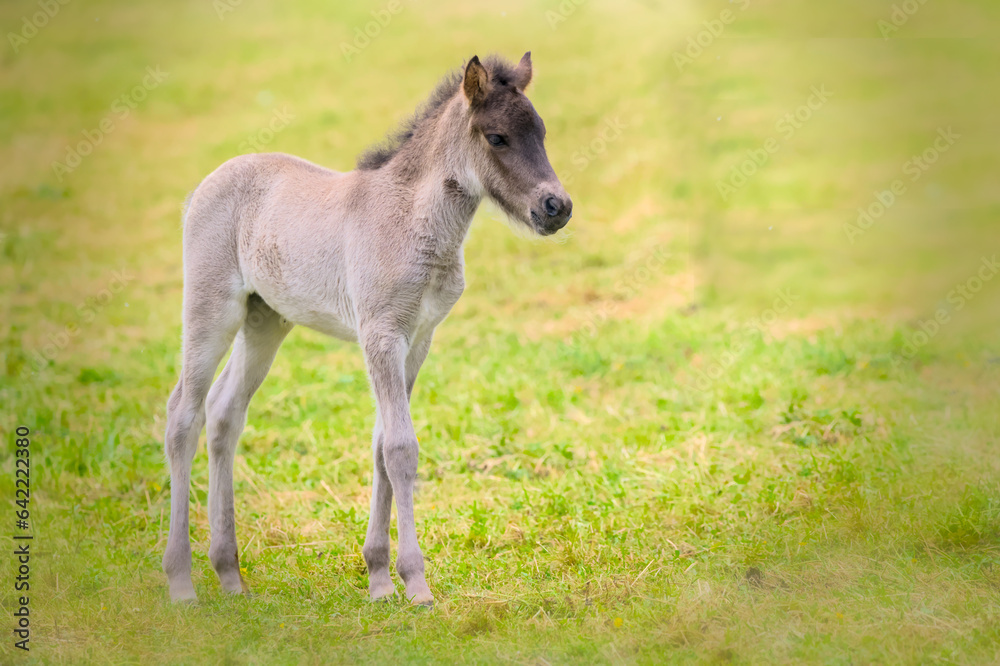 A very cute and awesome dun colored icelandic horse foal in the meadow A very cute and awesome dun colored icelandic horse foal in the meadow