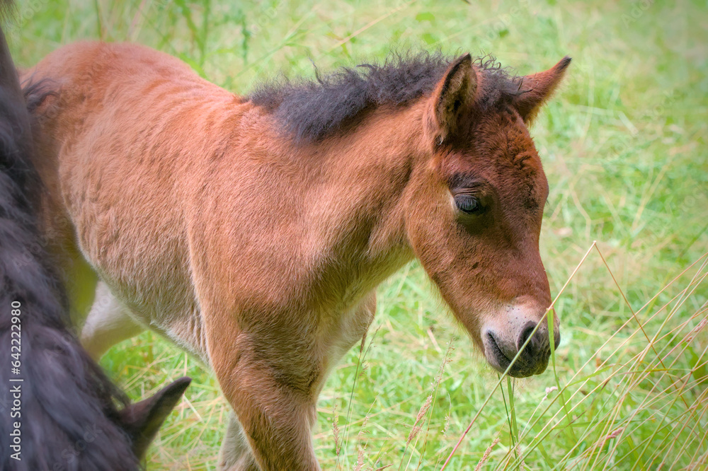 Fototapeta premium Cute portrait of a brown Icelandic Horse foal