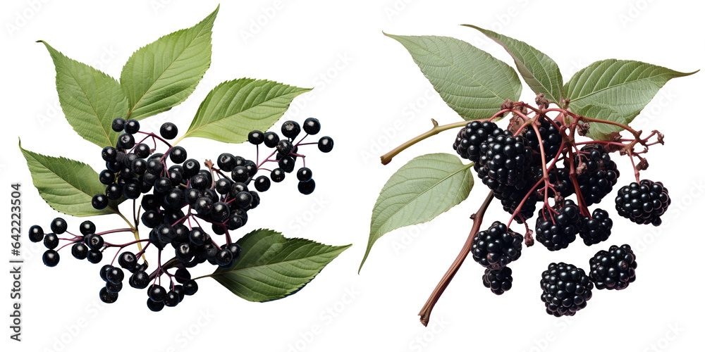 Elderberries with natural elements on a transparent background - obrazy, fototapety, plakaty 