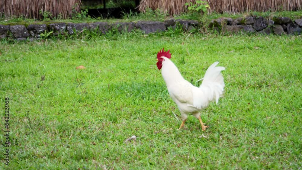 Slow Motion Arc Around White Rooster Slow Motion Arc Around White Rooster
