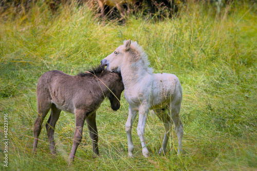 A dark and a white foal of Icelandic horses are playing together in the meadow