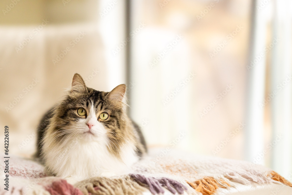 A long-haired tabby cat lying on a blanket looking at the camera
