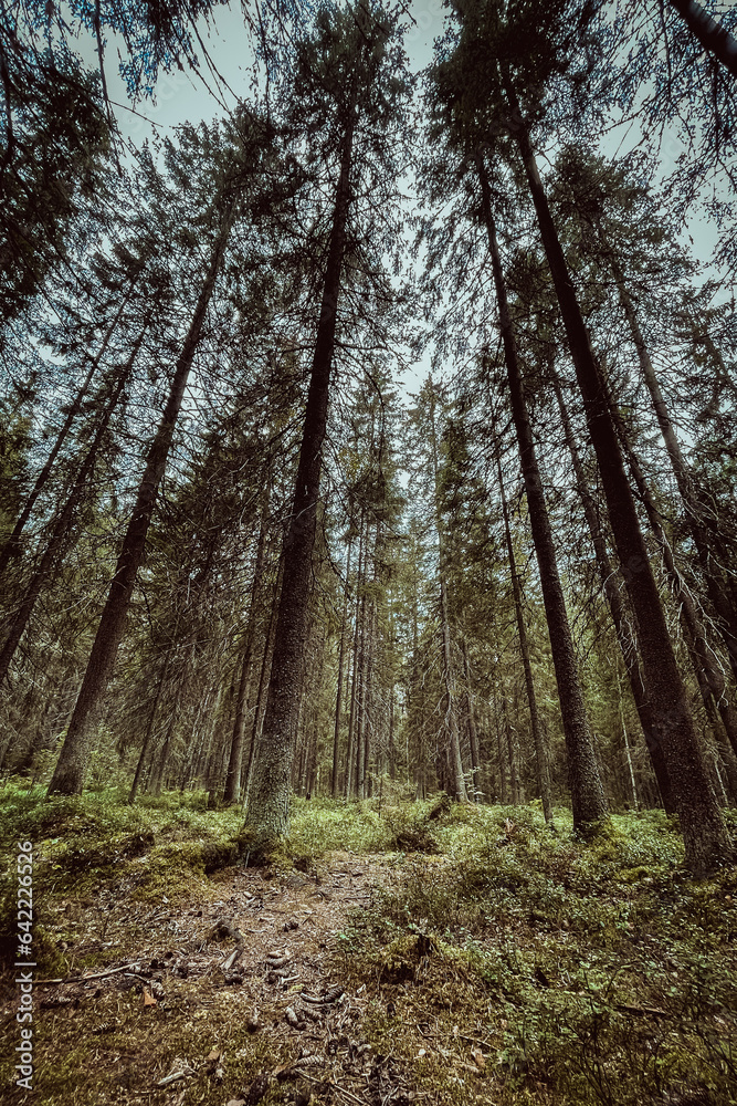 Naklejka premium Swampy Karelian pine forest overgrown with moss. Fabulous fantastic forest. Vertical photo