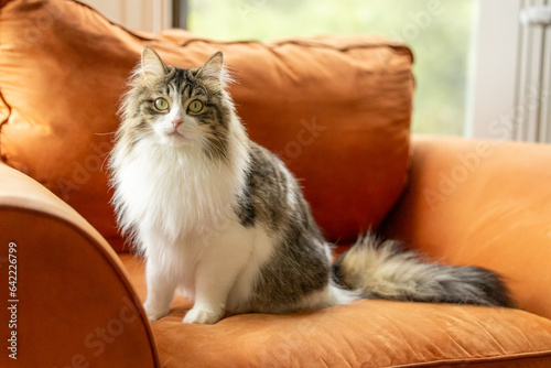 A long-haired cat sitting on an orange chair