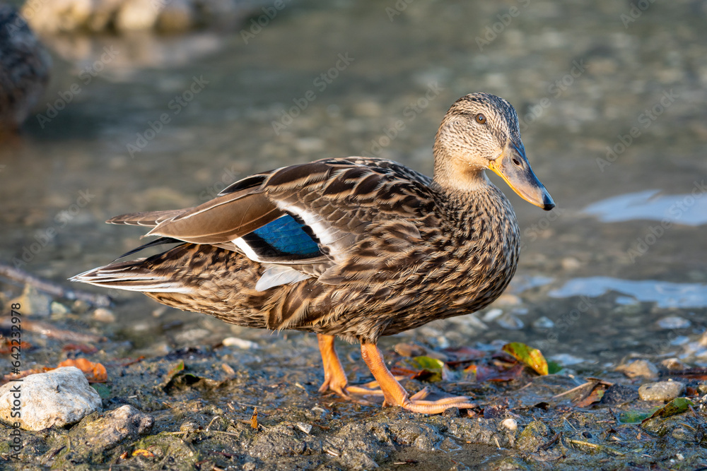 Mallard female duck on shore next to water with leaves on ground standing on dirty stones with blurred background Mallard female duck on shore next to water with leaves on ground standing on dirty stones with blurred background