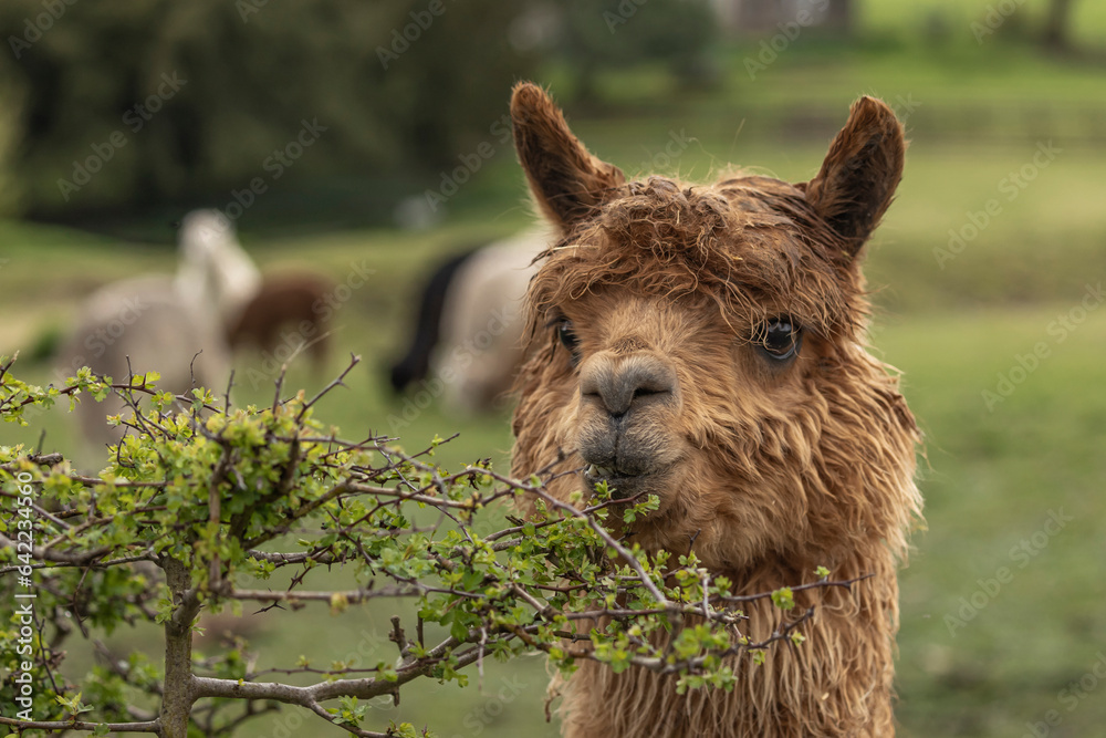 Llama eating the headrow in a Field