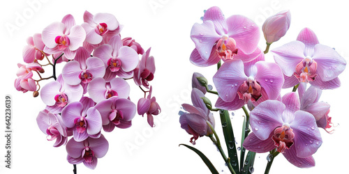Gorgeous vanda orchid in pink against transparent background