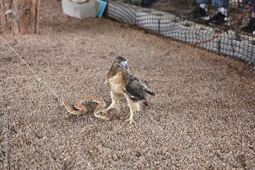 Fotografija Red Tail Hawk