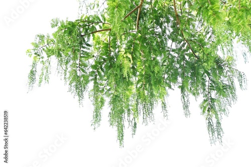 Metasequoia glyptostroboides   Dawn redwood   tree. Cupressaceae deciduous conifer. It is called a  living fossil  and is used as a park tree or roadside tree due to its beautiful shape.