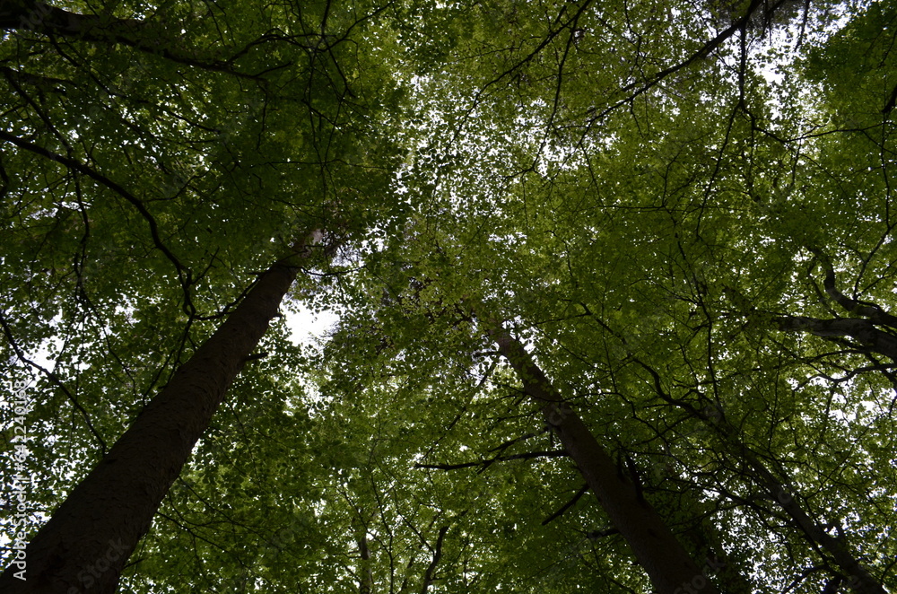 Fototapeta premium Woods - tall trees, lush green, Ireland