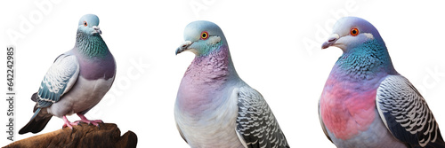 closeup of a pigeon transparent background © 2rogan