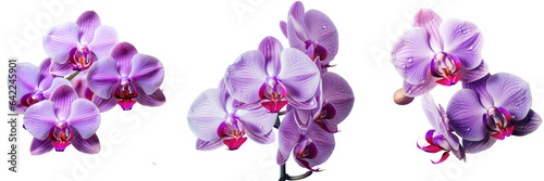 Close up view of a purple orchid transparent background