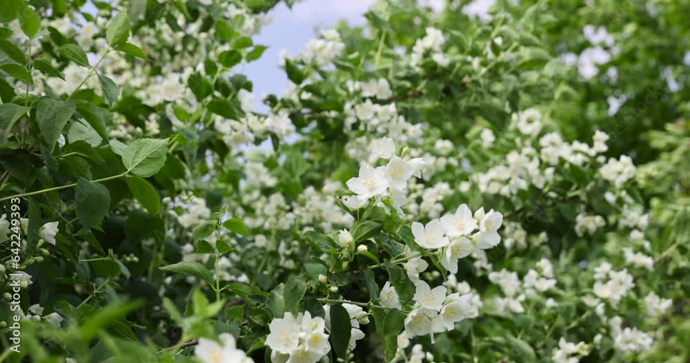 blooming white flowers jasmine bush in the spring season, beautiful fragrant jasmine flowers during flowering blooming white flowers jasmine bush in the spring season, beautiful fragrant jasmine flowers during flowering
