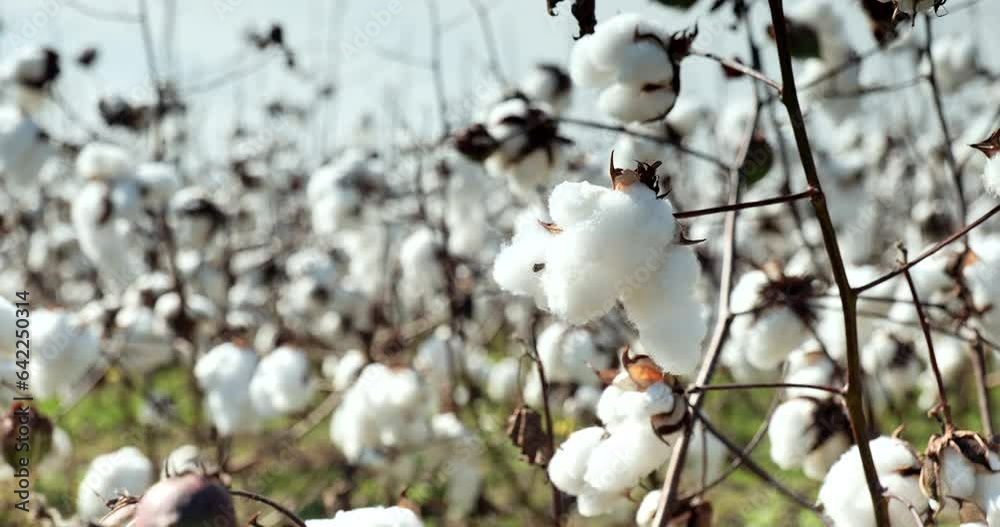 Farm field of white soft cotton crop plants ready for harvest Farm field of white soft cotton crop plants ready for harvest