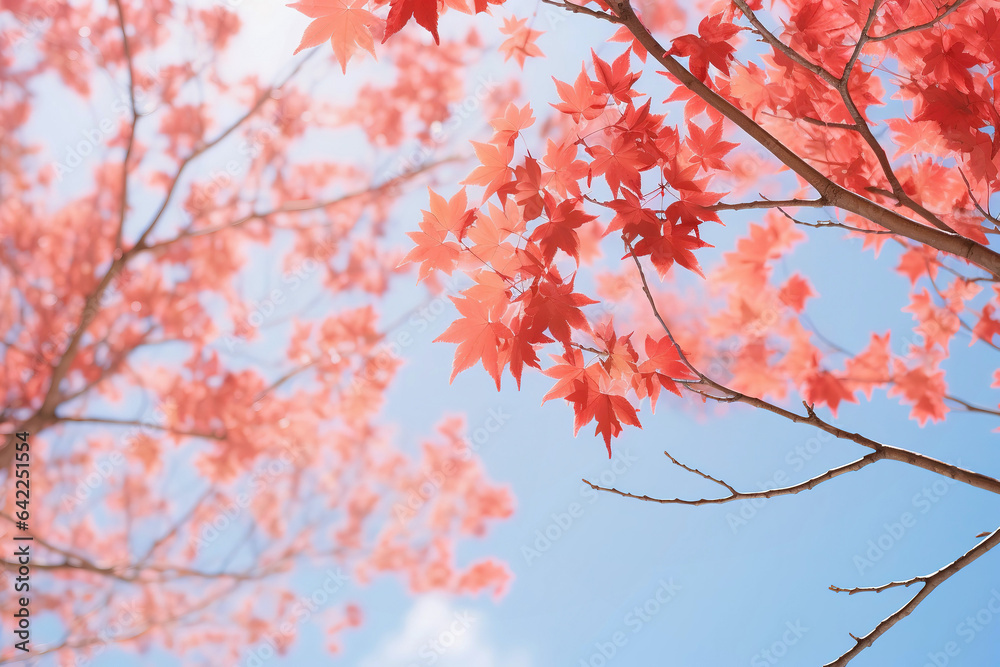 Red maple leaves on top of tree on blue sky background Red maple leaves on top of tree on blue sky background