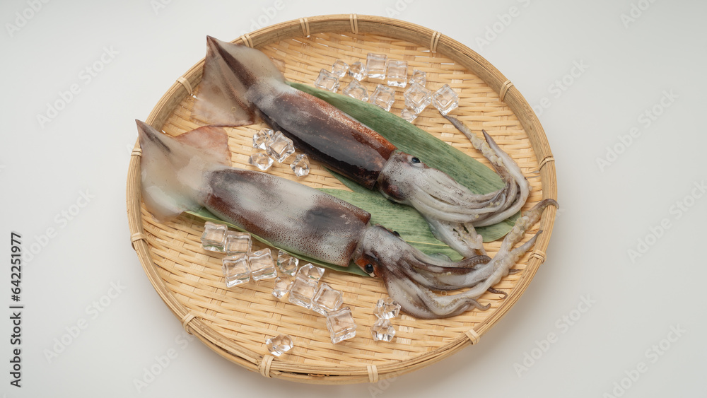 日本のスルメイカ 日本のスルメイカ