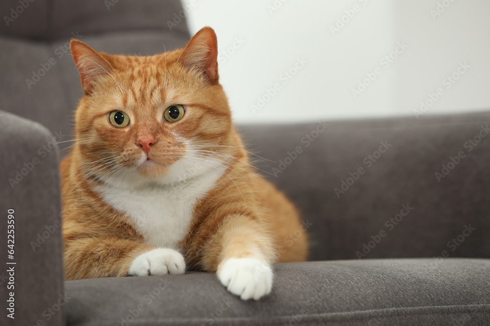Cute ginger cat lying on armchair at home. Space for text Cute ginger cat lying on armchair at home. Space for text
