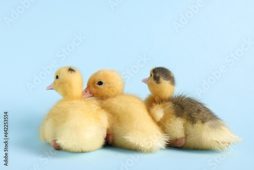 Baby animals. Cute fluffy ducklings sitting on light blue background
