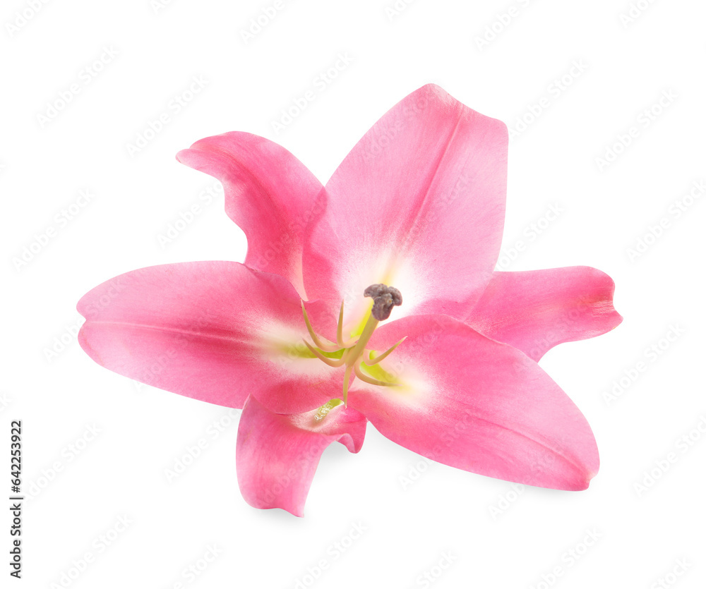 Beautiful pink lily flower isolated on white