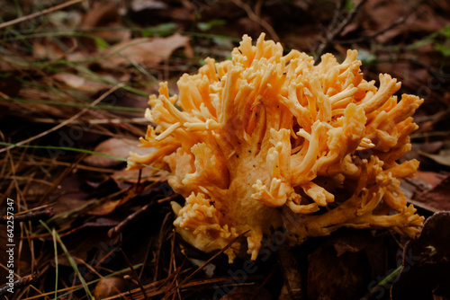 mushroom in the forest