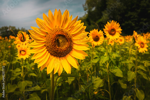 close up of sunflower blooming in the sunflower field 