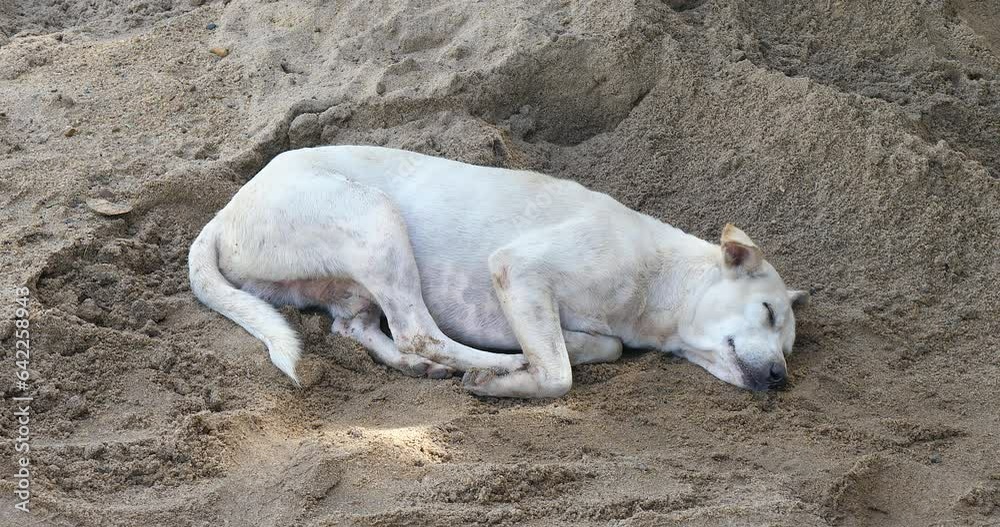 Mongrel dog sleeping on the ground next to a pile of sand Mongrel dog sleeping on the ground next to a pile of sand