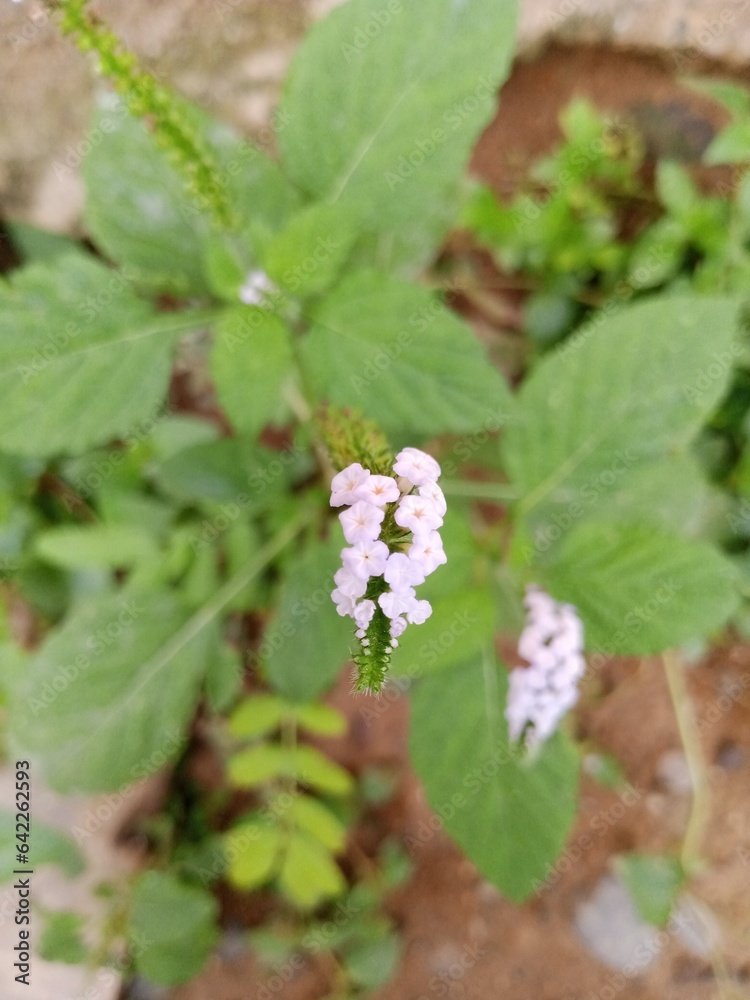sangketan flowers and green leaves, white sangketan flowers sangketan flowers and green leaves, white sangketan flowers